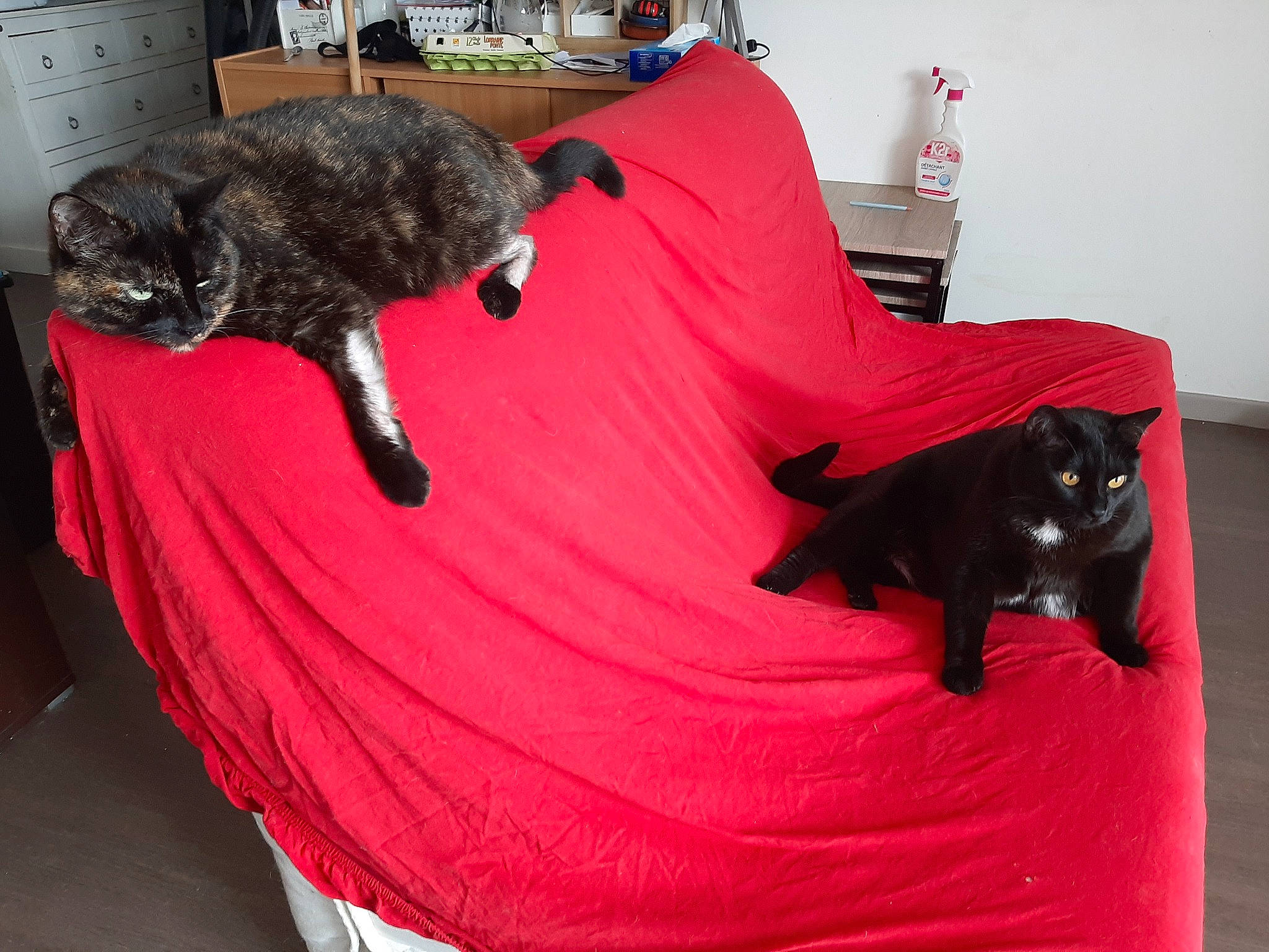 Bella a rejoint le concours — aidez-le/la à gagner de superbes lots ! bean_bag, bed, bedding, carnivore, cat, cat_supply, chair, comfort, companion_dog, dog_breed, felidae, flooring, fur, furniture, grey, linens, small_to_medium_sized_cats, tail, vertebrate, whiskers