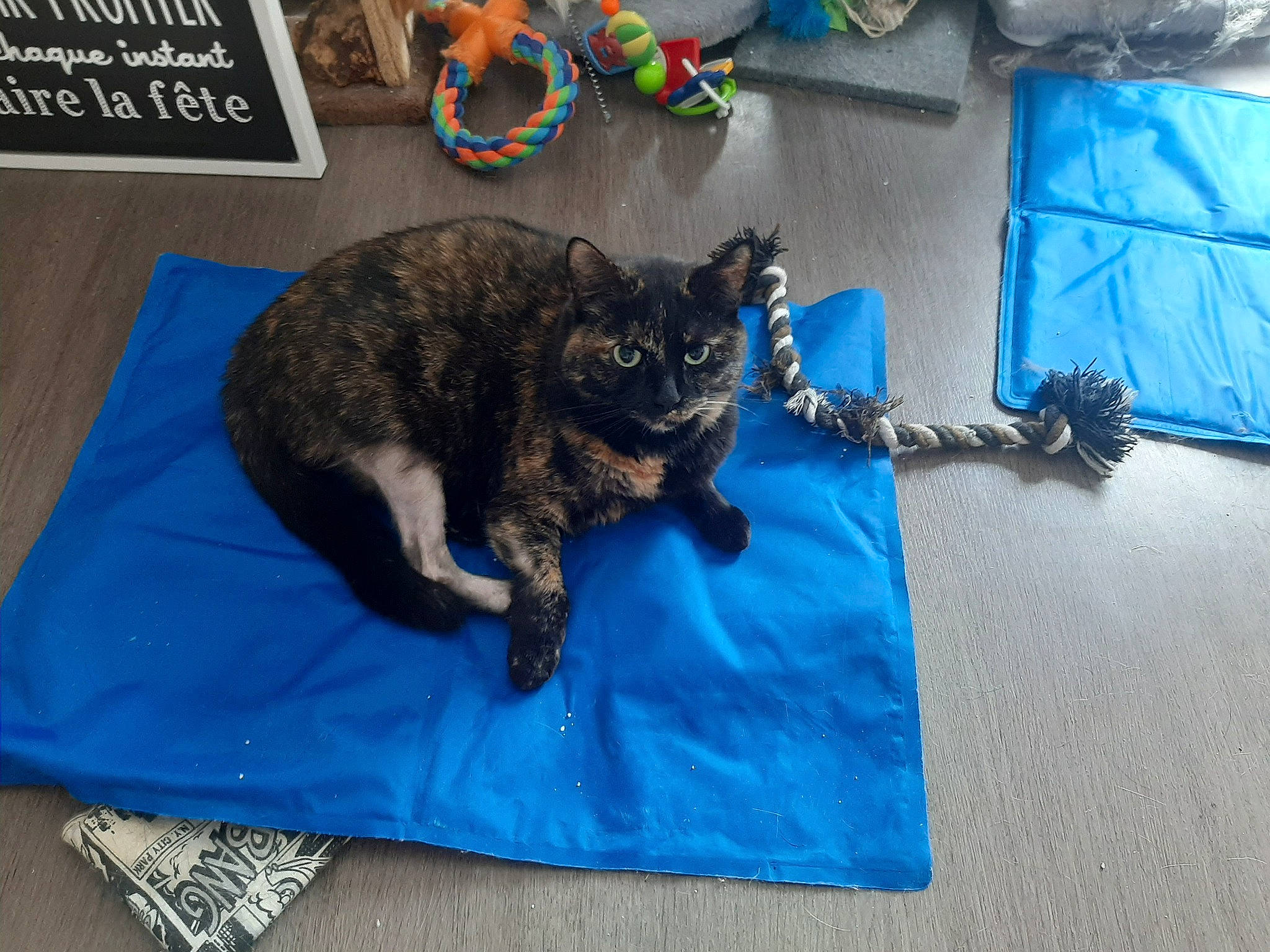 Bella participe au concours pour gagner de l'argent avec cette photo : black_cat, blue, bombay, carnivore, cat, claw, comfort, dog_breed, domestic_short_haired_cat, electric_blue, felidae, fur, grey, linens, small_to_medium_sized_cats, sporting_group, tail, terrestrial_animal, tree, whiskers