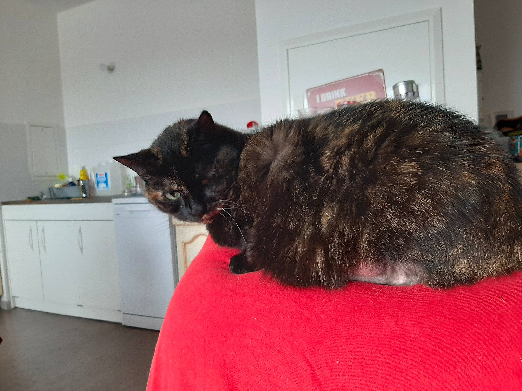 Bella a rejoint le concours — aidez-le/la à gagner de superbes lots ! bed, black_cat, cabinetry, carnivore, cat, comfort, domestic_short_haired_cat, felidae, flooring, fur, room, small_to_medium_sized_cats, snout, tail, terrestrial_animal, whiskers