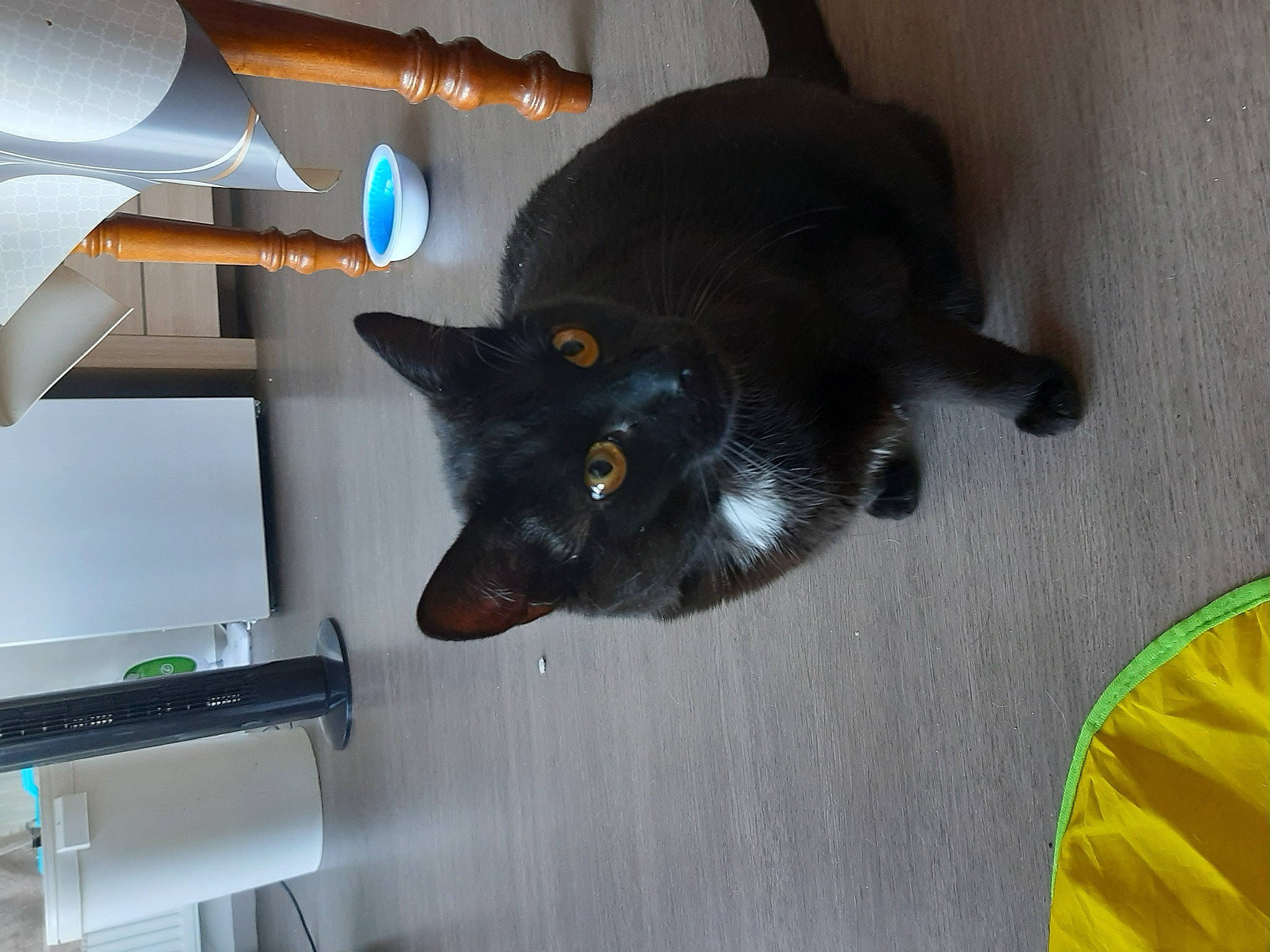 Chance participe au concours pour gagner de l'argent avec cette photo : black_cat, carnivore, cat, comfort, domestic_short_haired_cat, felidae, floor, flooring, fur, grey, hardwood, room, small_to_medium_sized_cats, tail, whiskers, yellow