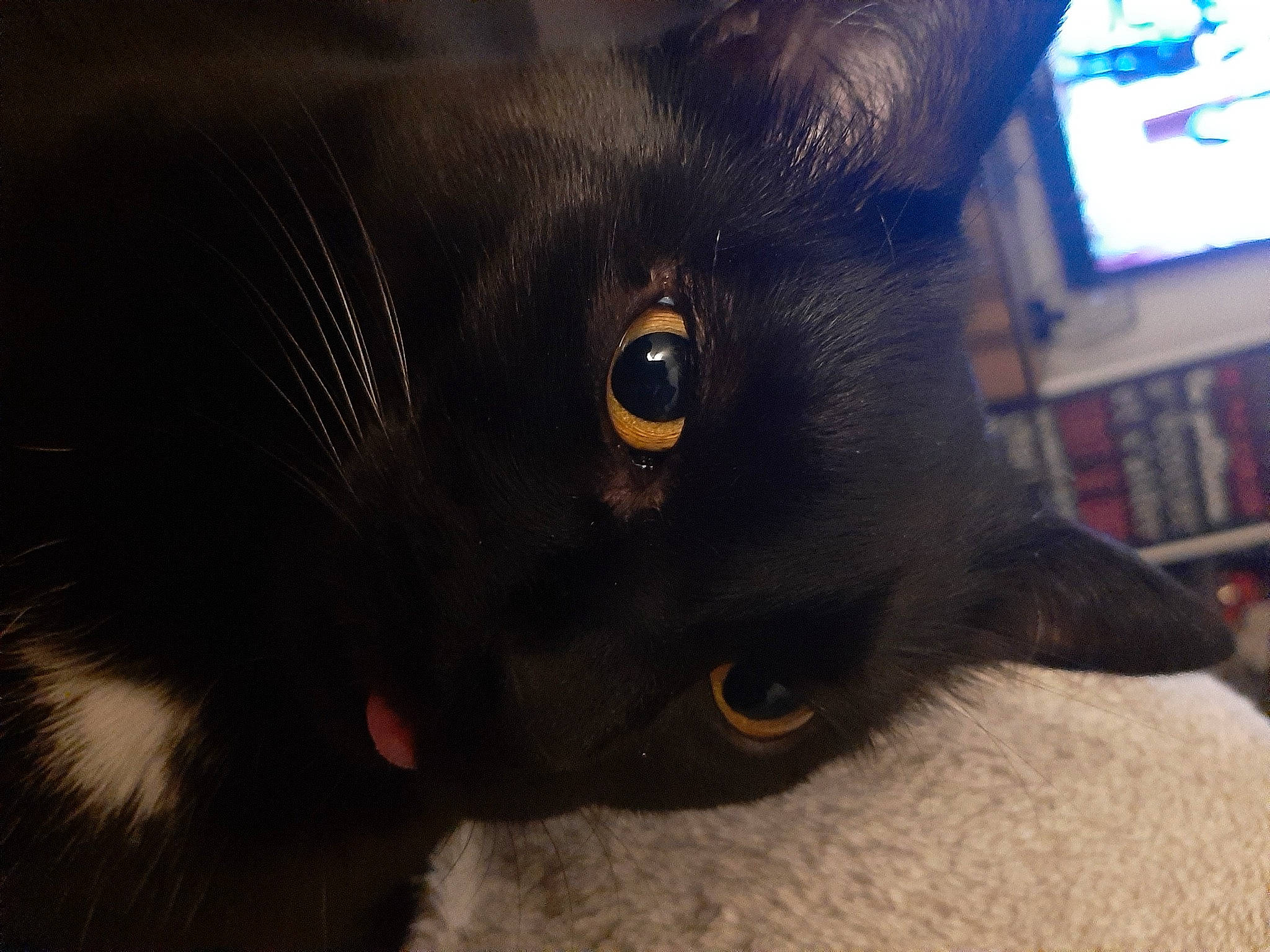 Chance a rejoint le concours — aidez-le/la à gagner de superbes lots ! black_cat, bombay, canidae, carnivore, cat, dog_breed, domestic_short_haired_cat, ear, fawn, felidae, fur, picture_frame, plant, small_to_medium_sized_cats, snout, sporting_group, television, terrestrial_animal, whiskers, working_animal