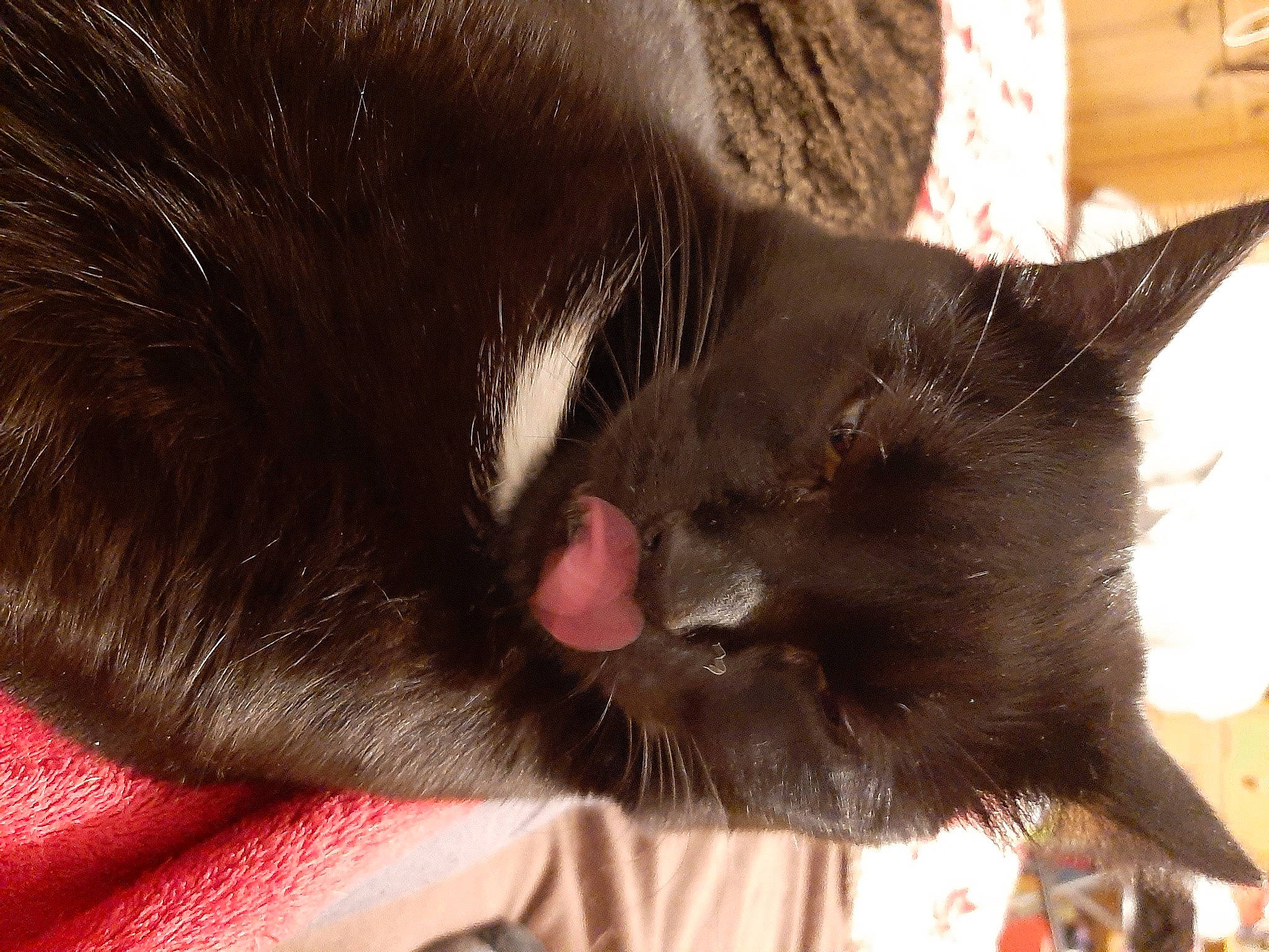 Chance a rejoint le concours — aidez-le/la à gagner de superbes lots ! black_cat, bombay, carmine, carnivore, cat, claw, comfort, domestic_short_haired_cat, ear, felidae, fur, nap, paw, small_to_medium_sized_cats, snout, tail, terrestrial_animal, whiskers