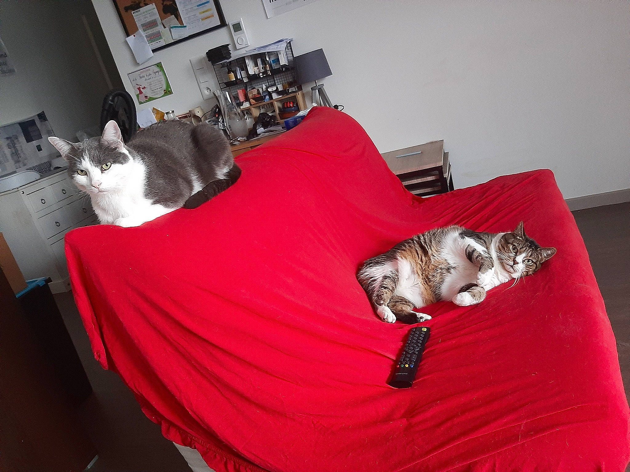 Grelot participe au concours pour gagner de l'argent avec cette photo : bed, bed_frame, bedding, bedroom, carnivore, cat, comfort, companion_dog, couch, felidae, floor, flooring, grey, interior_design, linens, living_room, picture_frame, pillow, small_to_medium_sized_cats, textile