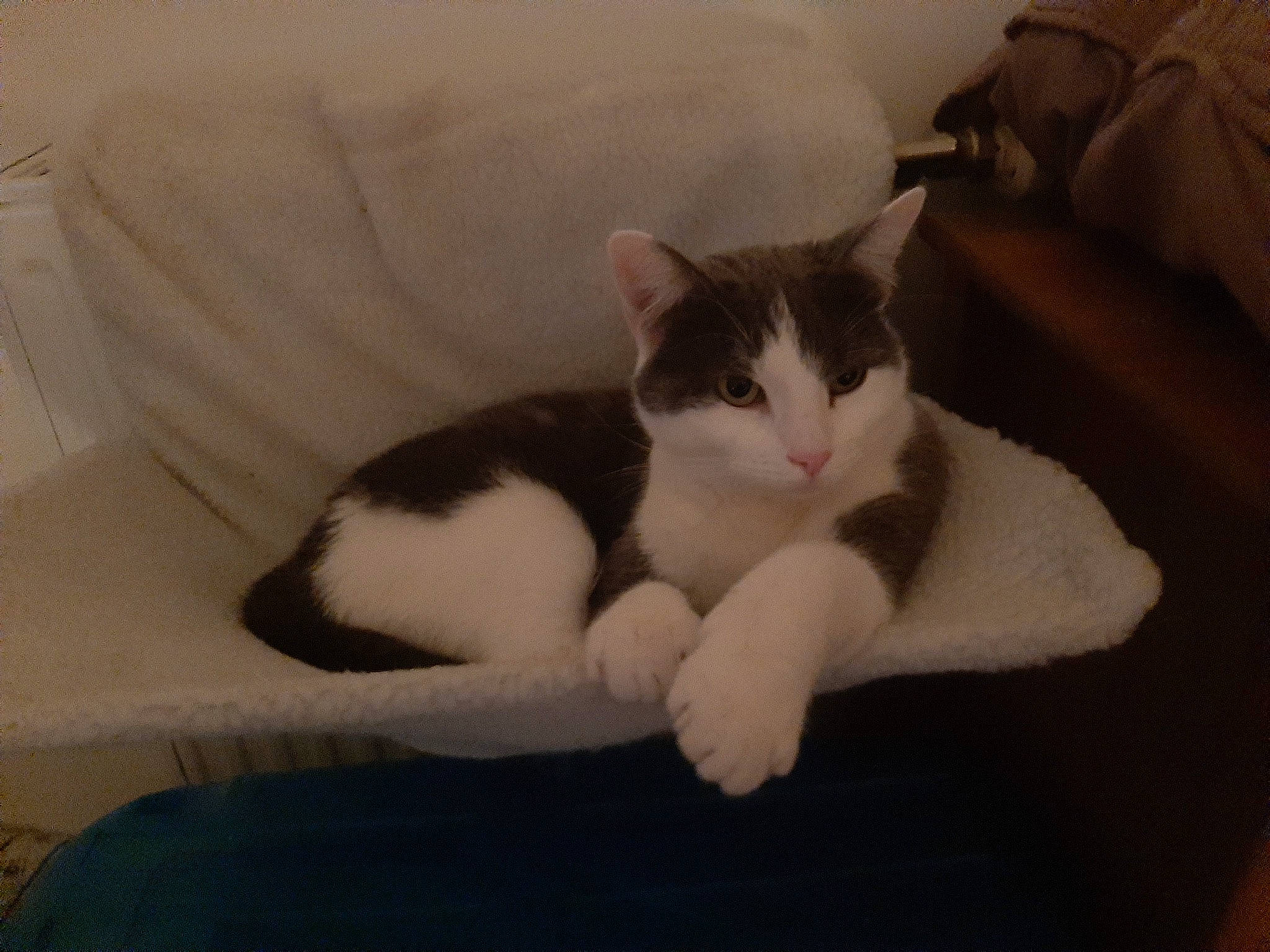 Grelot a rejoint le concours — aidez-le/la à gagner de superbes lots ! carnivore, cat, cat_supply, comfort, couch, domestic_short_haired_cat, felidae, fur, grey, linens, paw, room, small_to_medium_sized_cats, snout, tail, whiskers