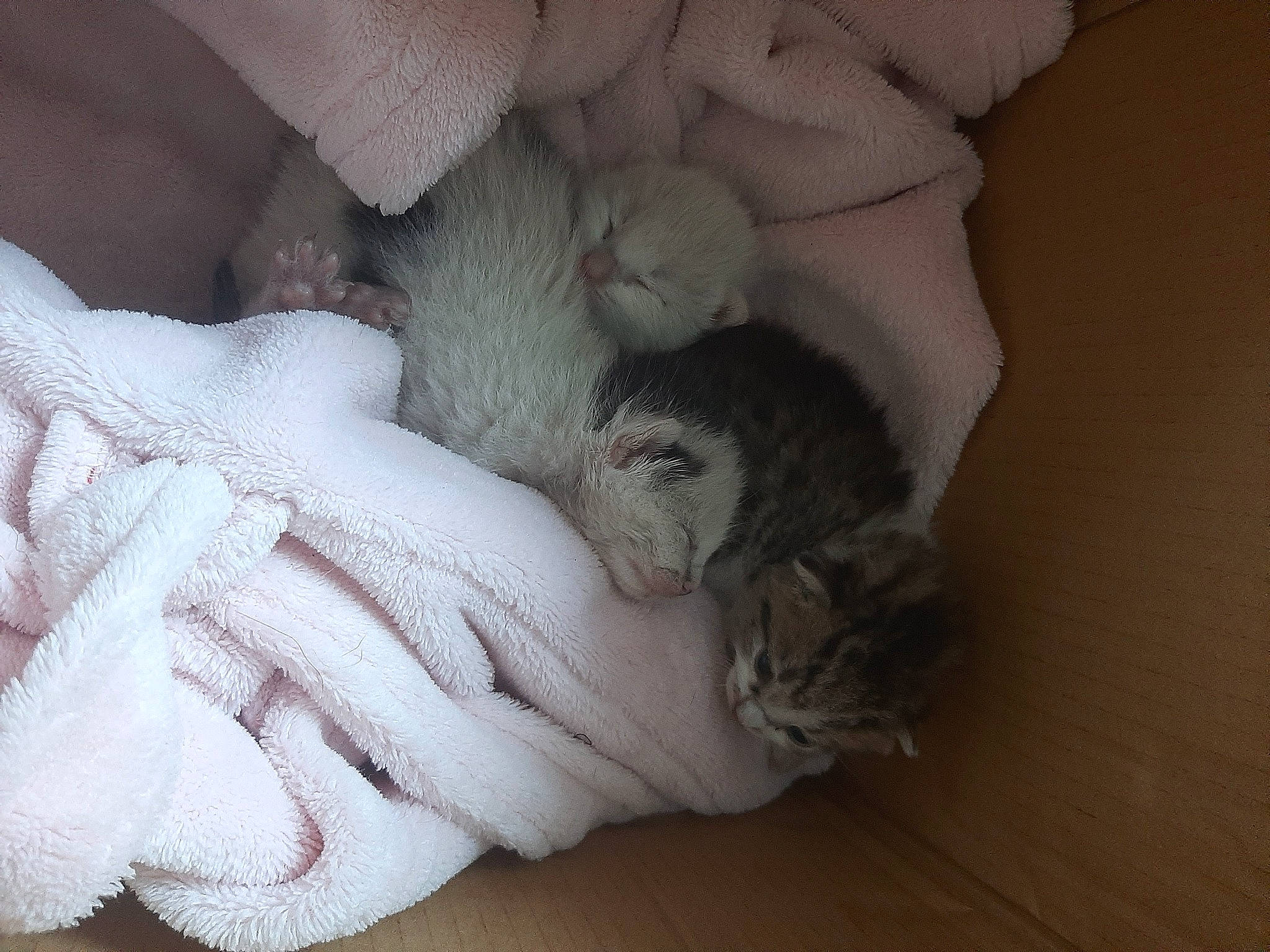 Lucky Destiny Et Espoir