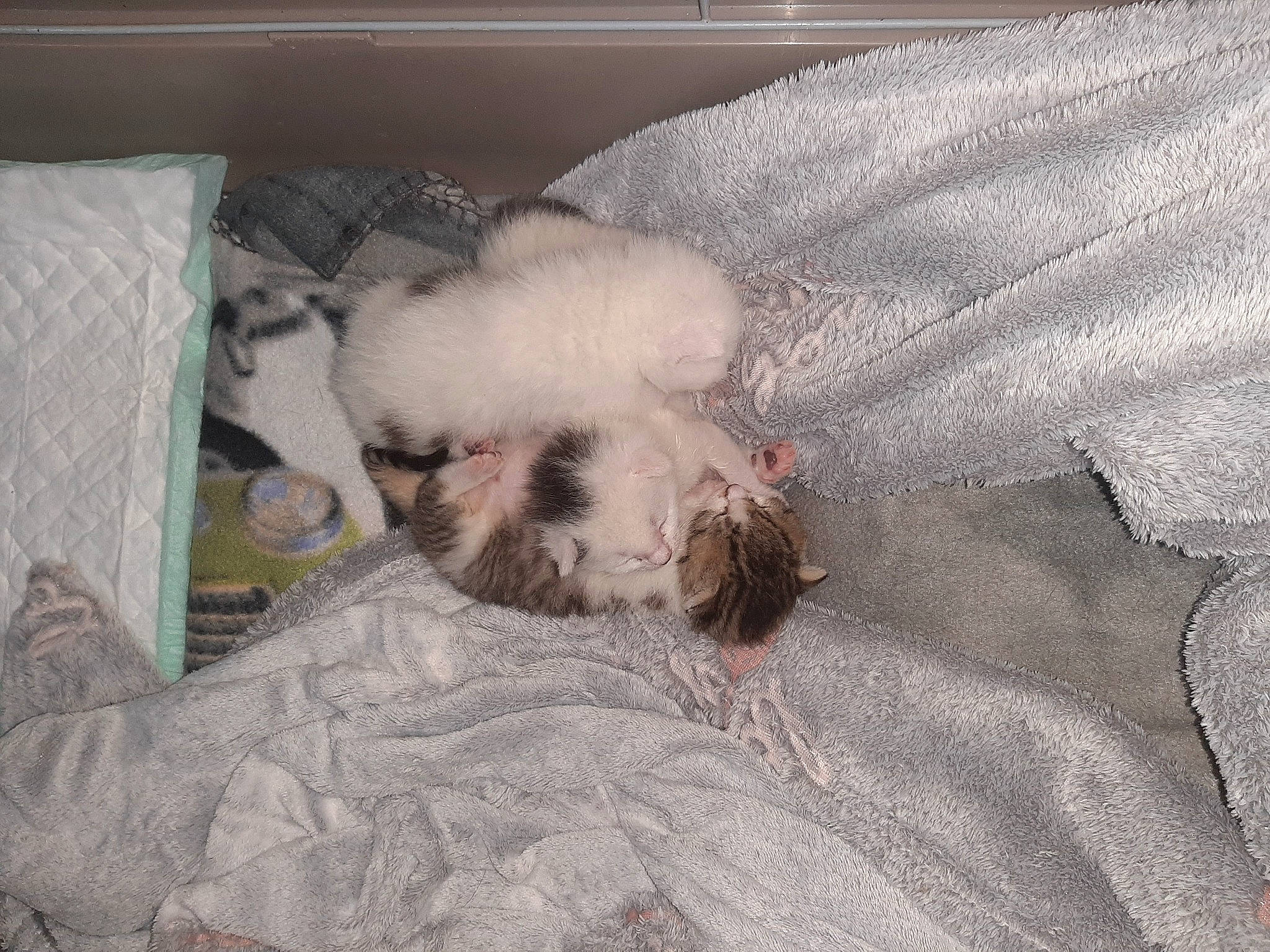 Lucky Destiny Et Espoir a rejoint le concours — aidez-le/la à gagner de superbes lots ! bedding, canidae, carnivore, comfort, companion_dog, dog, dog_breed, duvet, fawn, felidae, fur, grey, linens, paw, small_to_medium_sized_cats, snout, sporting_group, tail, toy_dog, whiskers