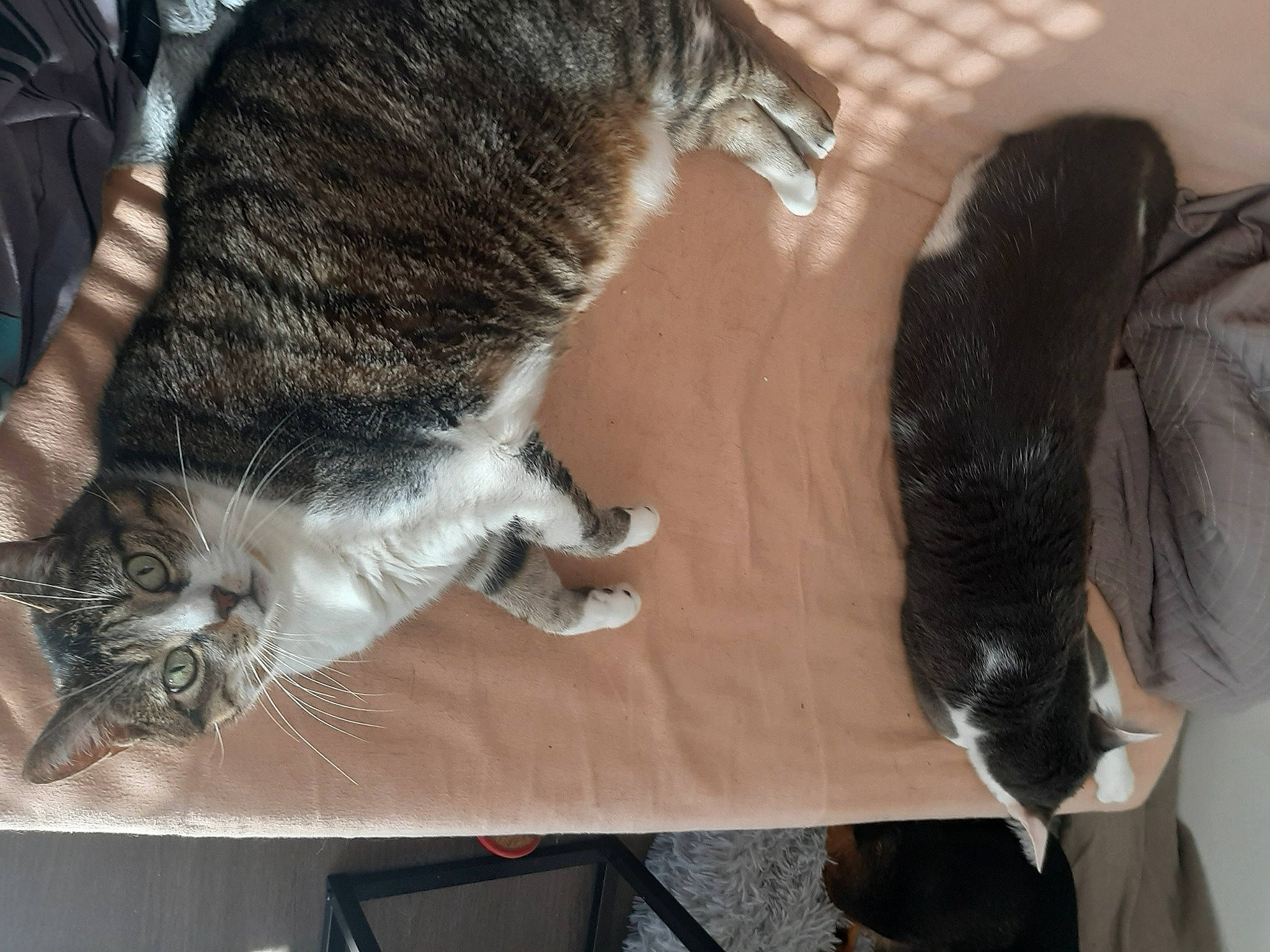 Nessie participe au concours pour gagner de l'argent avec cette photo : carnivore, cat, claw, comfort, dog_breed, domestic_short_haired_cat, felidae, fur, paw, small_to_medium_sized_cats, snout, sporting_group, tail, whiskers