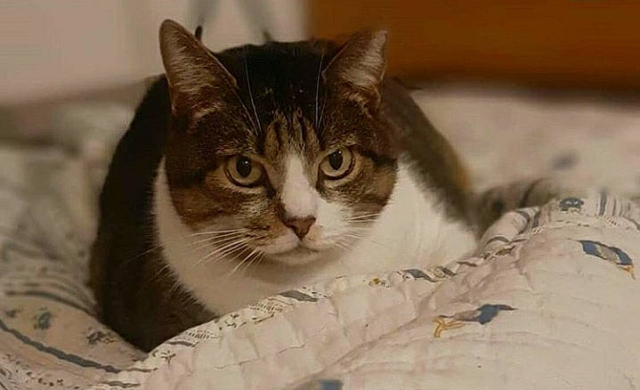 Nessie a rejoint le concours — aidez-le/la à gagner de superbes lots ! box, carnivore, cat, cat_supply, comfort, domestic_short_haired_cat, eye, felidae, fur, linens, paw, pet_supply, small_to_medium_sized_cats, snout, whiskers, window