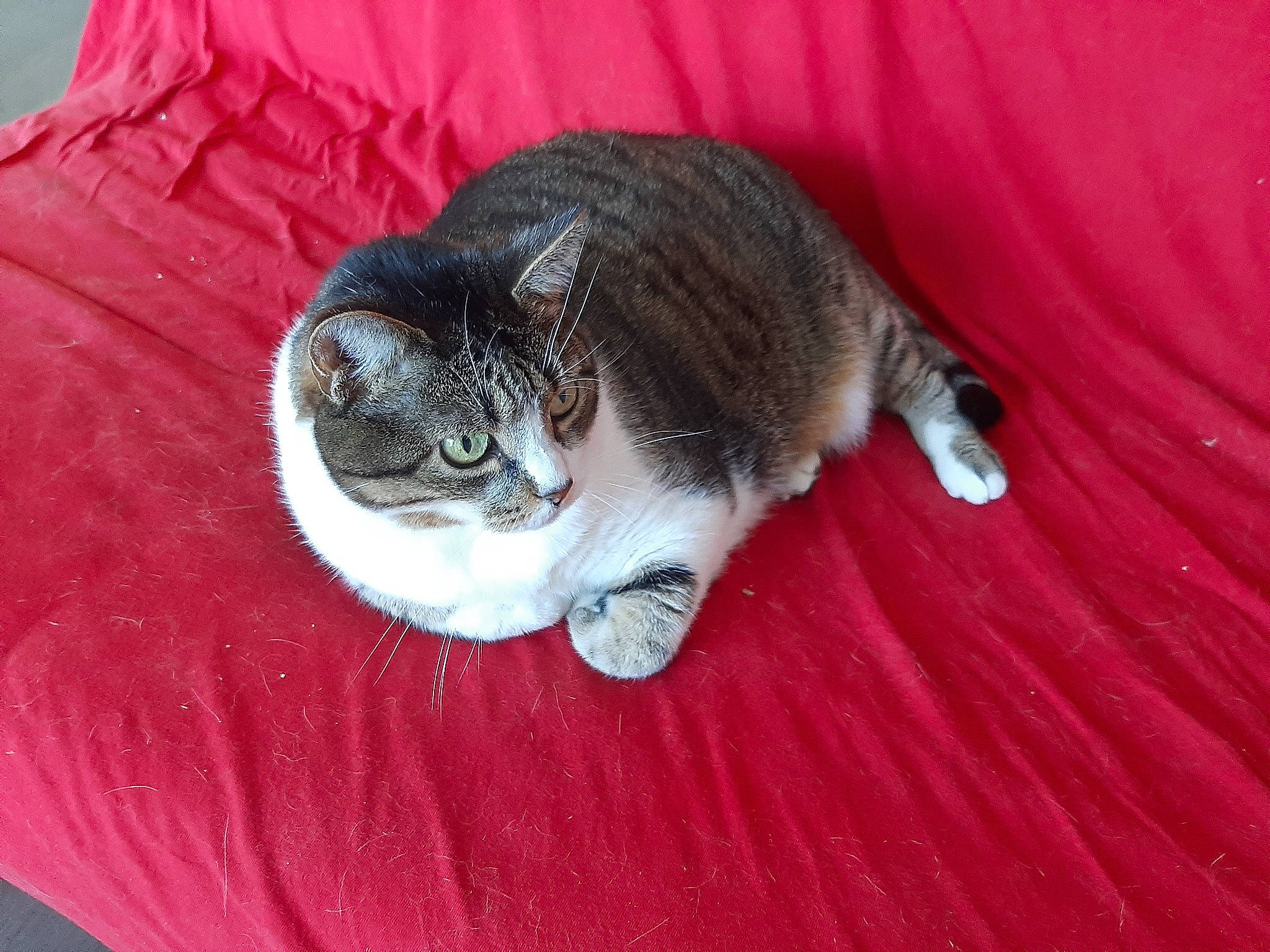 Nessie participe au concours pour gagner de l'argent avec cette photo : carnivore, cat, claw, comfort, domestic_short_haired_cat, eye, felidae, fur, grey, paw, sitting, small_to_medium_sized_cats, snout, tail, terrestrial_animal, whiskers, wood