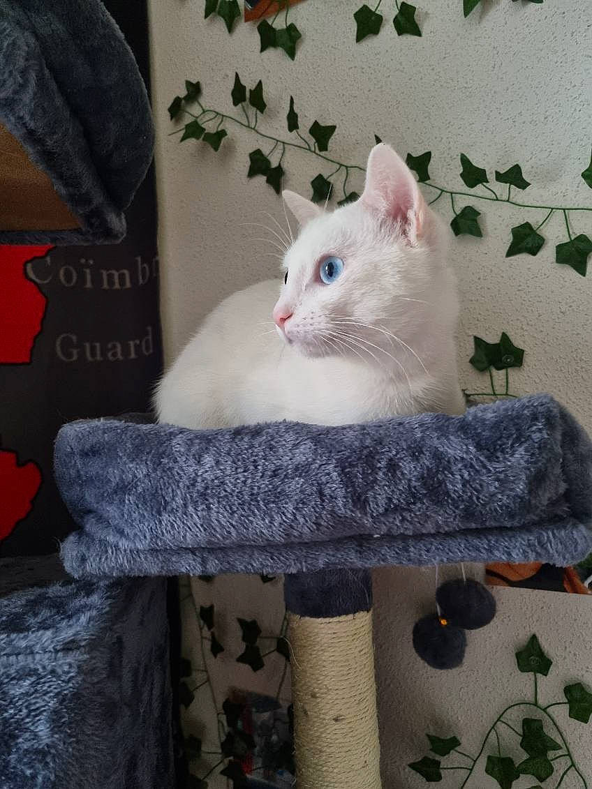 Alf a rejoint le concours — aidez-le/la à gagner de superbes lots ! art, carnivore, cat, chair, comfort, domestic_short_haired_cat, fawn, felidae, fur, grey, linens, pattern, paw, plant, room, shelf, small_to_medium_sized_cats, tail, whiskers, white