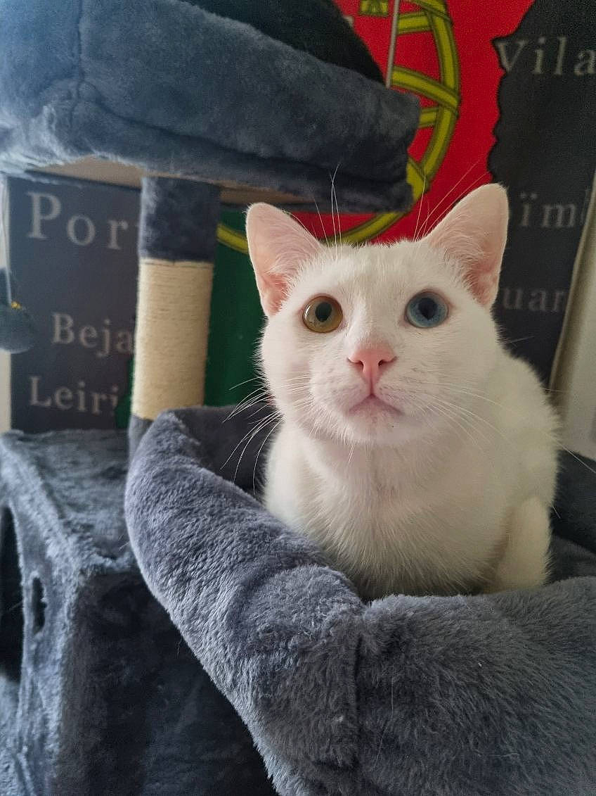 Alf participe au concours pour gagner de l'argent avec cette photo : carnivore, cat, comfort, domestic_short_haired_cat, felidae, fur, gesture, paw, photo_caption, sleeve, small_to_medium_sized_cats, snout, tail, terrestrial_animal, whiskers