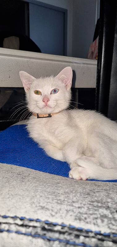 Alf a rejoint le concours — aidez-le/la à gagner de superbes lots ! carnivore, cat, claw, comfort, domestic_short_haired_cat, felidae, fur, paw, sitting, small_to_medium_sized_cats, tail, terrestrial_animal, whiskers