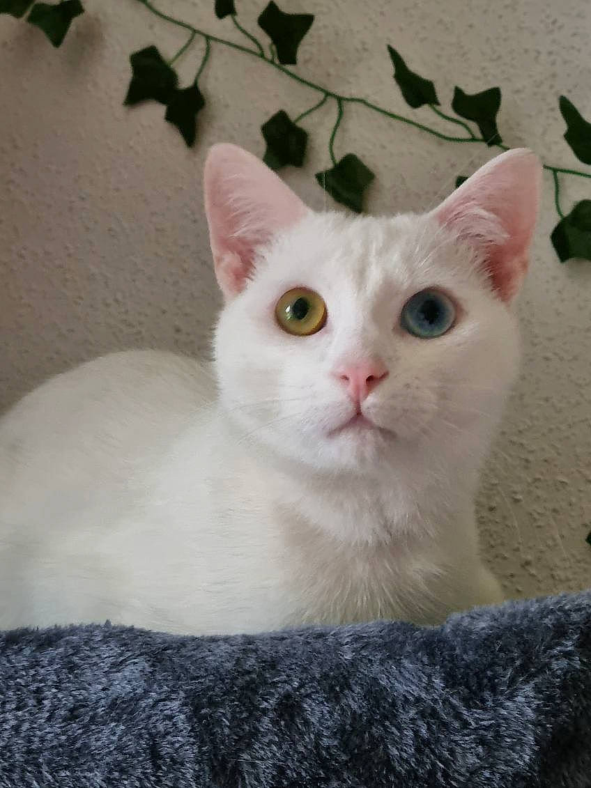 Alf participe au concours pour gagner de l'argent avec cette photo : carnivore, cat, domestic_short_haired_cat, felidae, fur, small_to_medium_sized_cats, tail, terrestrial_animal, whiskers