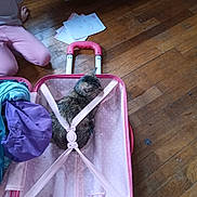 Ruby joined the competition — help win amazing prizes! cat, kitten, suitcase, suitcase_handle, pink, polka_dot, hardwood_floor, child, legs, papers, drawings, clothing, purple_bag, luggage, interior, pet, sitting, cozy, playful, home