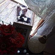 Googoo Baby is registered to the contest to win money with this photo: black_and_white_cat, cat, cozy, daylight, flowers, home_decor, indoor, lace_curtains, lamp, nature, outdoor, pet, plant, red_flowers, relaxed, resting, sunlight, window, wood, wooden_porch