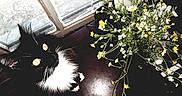 Googoo Baby joined the competition — help win amazing prizes! animal, black_and_white, cat, closeup, curious, domestic_animal, eyes, feline, flower, fur, indoor, light, nature, pet, plant, still_life, table, whiskers, wildflowers, window