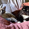Googoo Baby is registered to the contest to win money with this photo: animal, black_cat, blanket, cat, cats, cozy, cute, domestic_animal, feline, fur, grey_cat, indoor, laying_down, pet, pets, pink_blanket, relaxed, resting, two_cats, whiskers