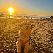 Stella is registered to the contest to win money with this photo: dog, beach, sunset, sand, ocean, water, sun, outdoor, animal, happy, nature, sky, people, reflection, rock, shore, puppy, smile, daylight, coast