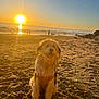 dog, beach, sunset, sand, ocean, water, sun, outdoor, animal, happy, nature, sky, people, reflection, rock, shore, puppy, smile, daylight, coast