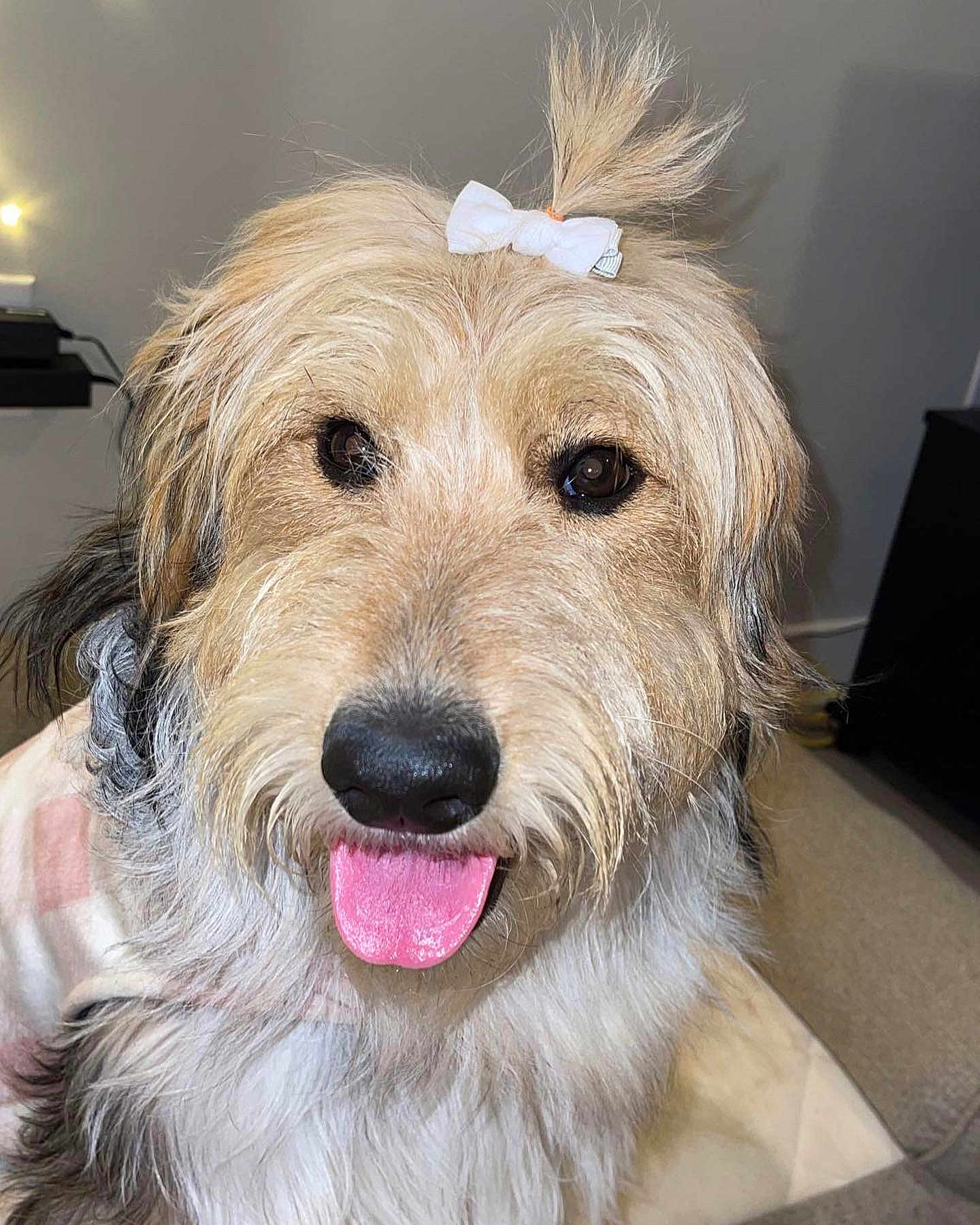 Stella is registered to the contest to win money with this photo: dog, tongue, bow, fluffy, pet, indoor, close_up, cute, animal, fur, happy, face, portrait, domestic_animal, canine, friendly, smiling, companion, adorable, hair