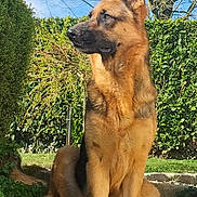 Sly participe au concours pour gagner de l'argent avec cette photo : german_shepherd, dog, canine, pet, animal, outdoor, garden, greenery, grass, tree, bush, sky, sunlight, nature, alert, sitting, ears_up, fur, portrait, watchful