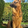 german_shepherd, dog, canine, pet, animal, outdoor, garden, greenery, grass, tree, bush, sky, sunlight, nature, alert, sitting, ears_up, fur, portrait, watchful