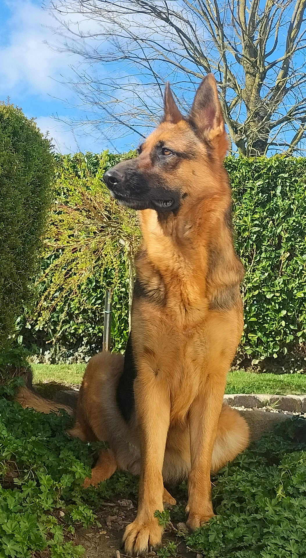 Sly participe au concours pour gagner de l'argent avec cette photo : german_shepherd, dog, canine, pet, animal, outdoor, garden, greenery, grass, tree, bush, sky, sunlight, nature, alert, sitting, ears_up, fur, portrait, watchful