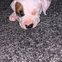 Malibu is registered to the contest to win money with this photo: adorable, animal, brown_patch, carpet, closeup, cute, dog, fur, indoor, nap, paw, peaceful, pet, puppy, resting, sleeping, snout, soft, white, young