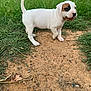 Malibu joined the competition — help win amazing prizes! animal, brown_patch, canine, curious, cute, dirt, dog, fur, grass, ground, leaf, nature, outdoor, pet, playful, puppy, small, standing, white, young_animal
