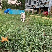 Malibu joined the competition — help win amazing prizes! animal, backyard, cute, daytime, deck, domestic_animal, grass, greenery, leaf, nature, outdoor, pet, plants, playful, puppy, small_dog, walking, wood, yard, young_dog
