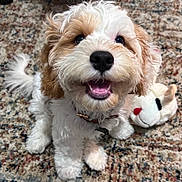 Teddy joined the competition — help win amazing prizes! dog, puppy, fluffy, curly_hair, white_fur, brown_fur, happy, smiling, open_mouth, black_nose, blue_eyes, collar, sitting, indoor, carpet, rug, plush_toy, pet, portrait, close_up