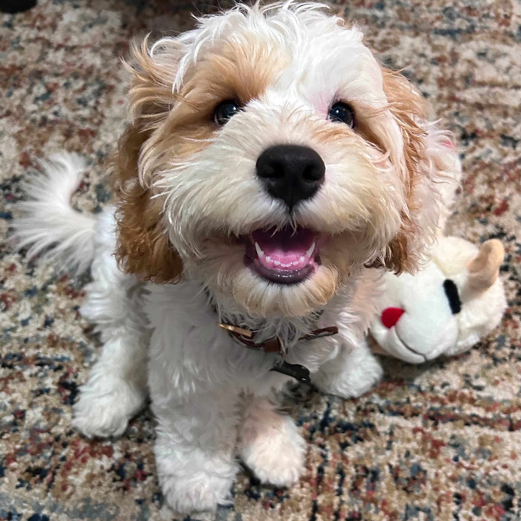 Teddy joined the competition — help win amazing prizes! dog, puppy, fluffy, curly_hair, white_fur, brown_fur, happy, smiling, open_mouth, black_nose, blue_eyes, collar, sitting, indoor, carpet, rug, plush_toy, pet, portrait, close_up