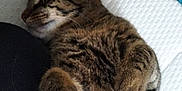 Indie participe au concours pour gagner de l'argent avec cette photo : abyssinian, animal, cat, couch, egyptiancat, furniture, kitten, manx, ocelot, person, pet, sleeping