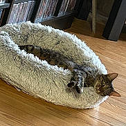 Indie a rejoint le concours — aidez-le/la à gagner de superbes lots ! animal, cat, cozy, curious, domestic, ears, feline, fluffy, fur, home, household, indoor, paws, pet_bed, relaxed, resting, tabby, whiskers, window, wooden_floor