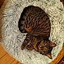 Indie participe au concours pour gagner de l'argent avec cette photo : abyssinian, animal, canine, cat, dog, dogbed, drawer, egyptiancat, furniture, hardwood, homedecor, indoors, kitten, manx, person, pet, photography, sleeping, stainedwood, wood