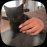 Luna joined the competition — help win amazing prizes! kitten, black_cat, hand, holding, couch, indoor, pet, feline, closeup, domestic_animal, cute, young_cat, nail_art, human_hand, furniture, relaxing, soft_texture, warm_light, home, comfort