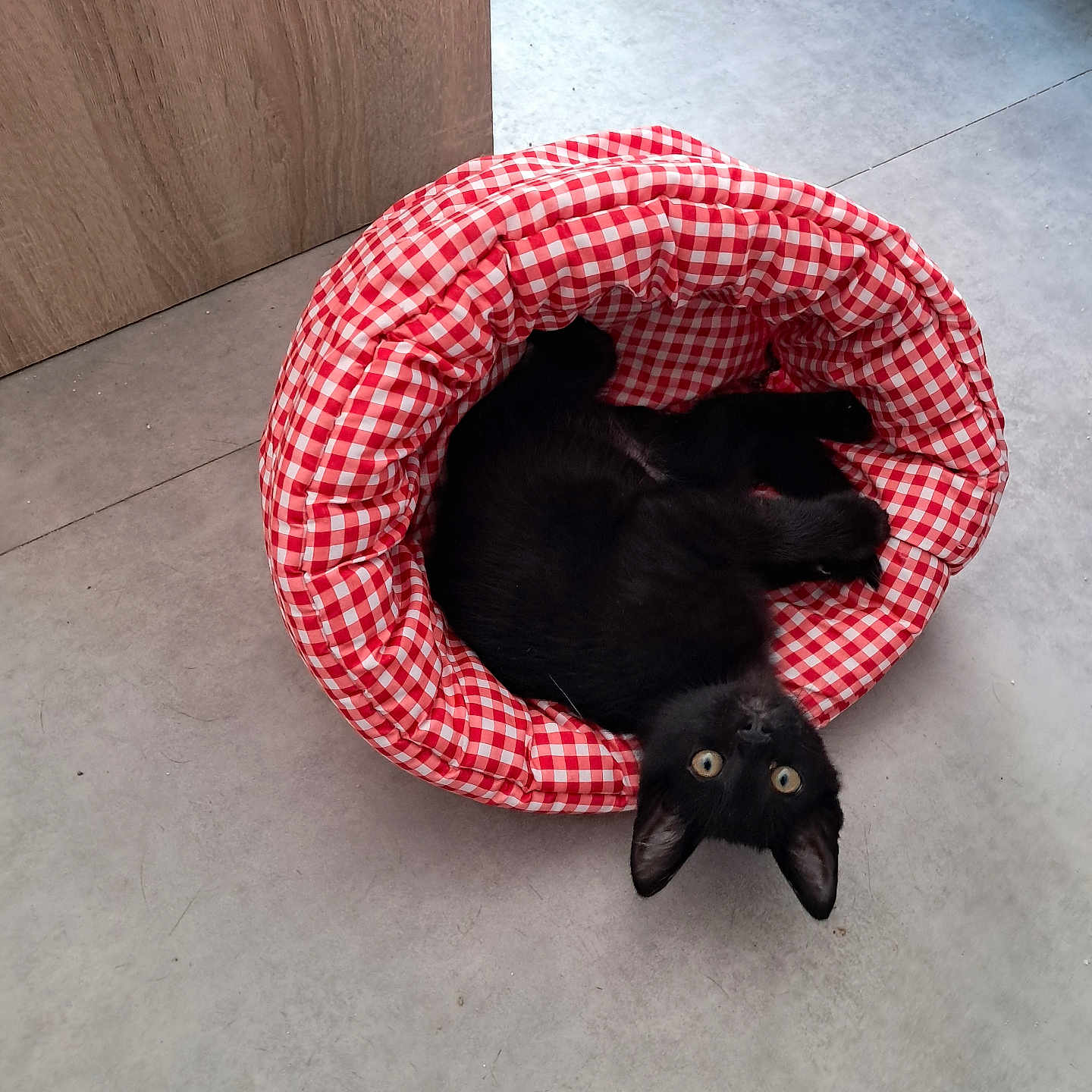 Shadow a rejoint le concours — aidez-le/la à gagner de superbes lots ! abyssinian, animal, bag, basket, bed, blackcat, canine, cat, couch, cushion, den, dog, furniture, hardwood, homedecor, indoors, kitten, manx, pet, wood