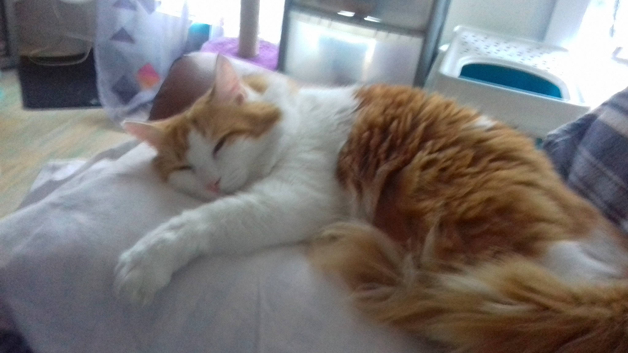 Roucky participe au concours pour gagner de l'argent avec cette photo : aegean_cat, carnivore, cat, cymric, domestic_long_haired_cat, ear, european_shorthair, fawn, felidae, fur, kitten, maine_coon, mammal, nap, norwegian_forest_cat, ragamuffin, small_to_medium_sized_cats, tabby_cat, turkish_van, whiskers