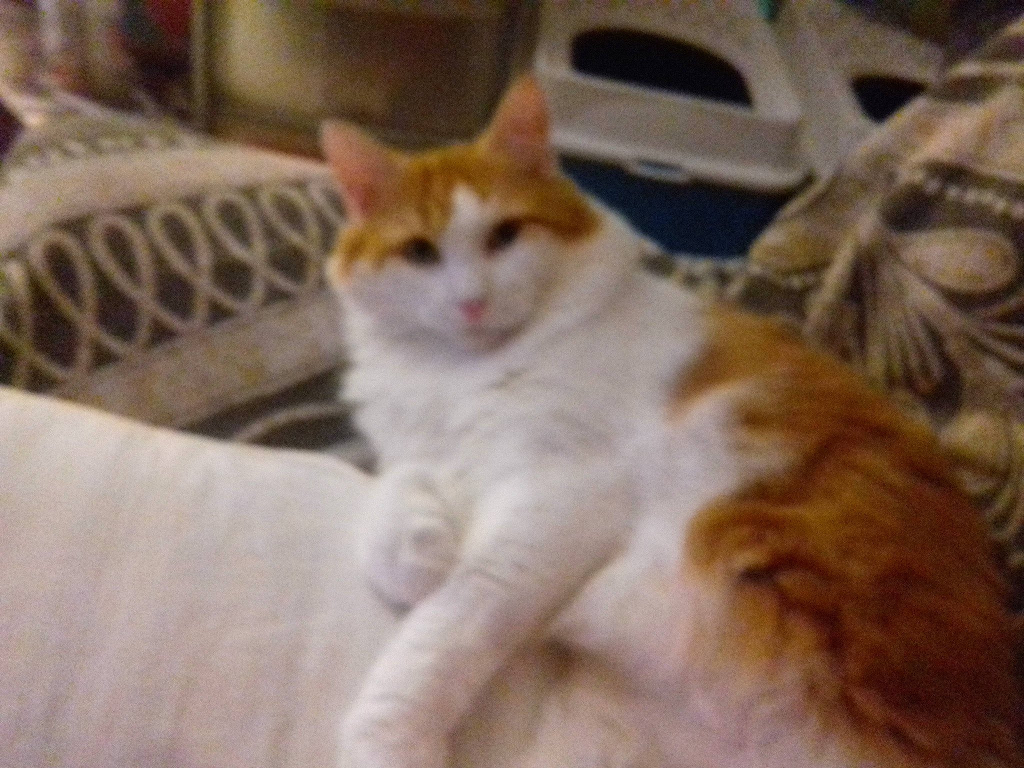 Roucky participe au concours pour gagner de l'argent avec cette photo : aegean_cat, american_wirehair, arabian_mau, asian, carnivore, cat, cymric, domestic_short_haired_cat, european_shorthair, felidae, fur, kitten, mammal, polydactyl_cat, small_to_medium_sized_cats, tabby_cat, tail, turkish_van, vertebrate, whiskers