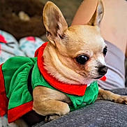 Dorie joined the competition — help win amazing prizes! chihuahua, dog, small_dog, pet, clothing, green_dress, red_collar, cute, indoor, lap, animal, fur, ears, person, home, blanket, bed, resting, alert, companion