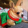 chihuahua, dog, small_dog, pet, clothing, green_dress, red_collar, cute, indoor, lap, animal, fur, ears, person, home, blanket, bed, resting, alert, companion