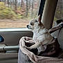 Dorie is registered to the contest to win money with this photo: dog, chihuahua, pet_carrier, blanket, car_interior, window, seatbelt, travel, side_view, small_dog, looking_out_window, car_seat, animal, canine, furry_pet, road_trip, transportation, cute, cozy, domestic_animal