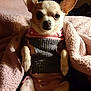 Dorie is registered to the contest to win money with this photo: dog, chihuahua, small_dog, pet, cozy, sweater, knitted_clothing, blanket, pink_blanket, indoor, cute, animal, fur, paw, ears, portrait, relaxed, companion, cute_pet, domestic_animal