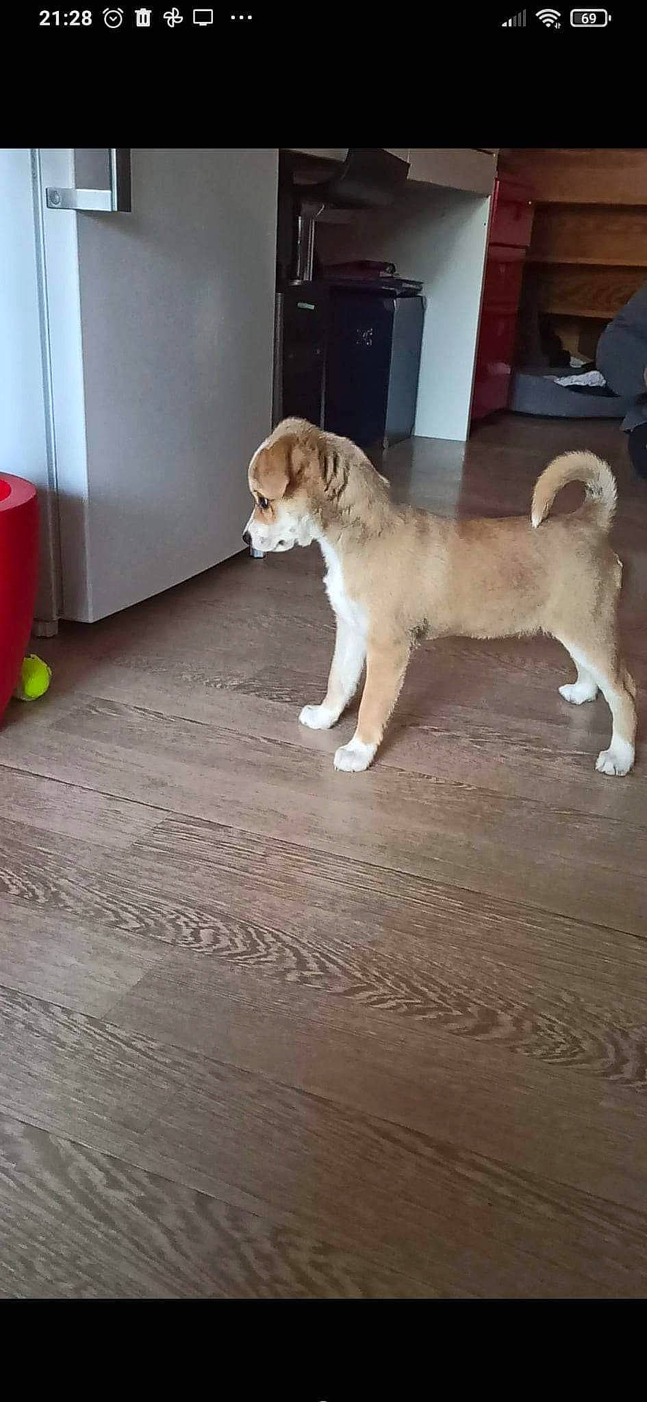 Rosie a rejoint le concours — aidez-le/la à gagner de superbes lots ! canidae, carnivore, companion_dog, dog, dog_breed, door, fawn, floor, flooring, fur, hardwood, laminate_flooring, paw, porch, sporting_group, tail, wood, wood_flooring, wood_stain, working_animal