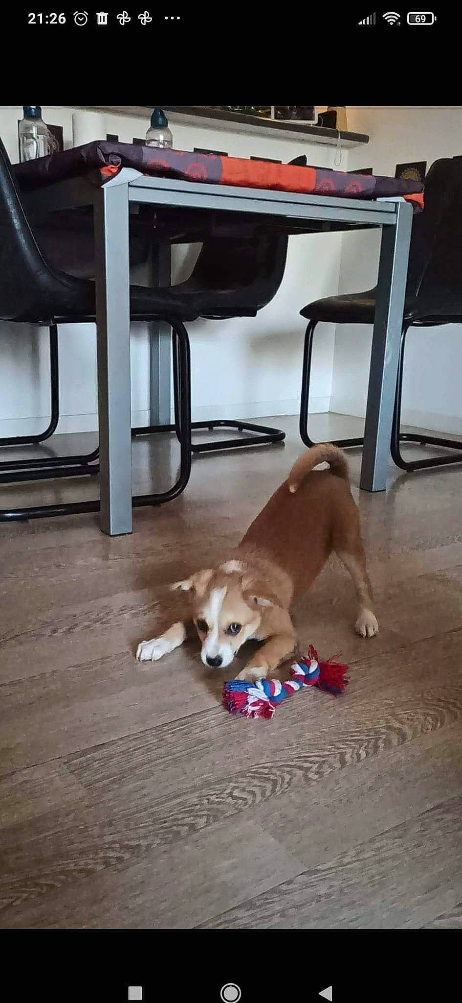 Rosie a rejoint le concours — aidez-le/la à gagner de superbes lots ! canidae, carnivore, chair, comfort, companion_dog, dog, dog_breed, dog_supply, fawn, floor, flooring, hardwood, pet_supply, sporting_group, table, tail, toy_dog, wood, wood_flooring, working_animal