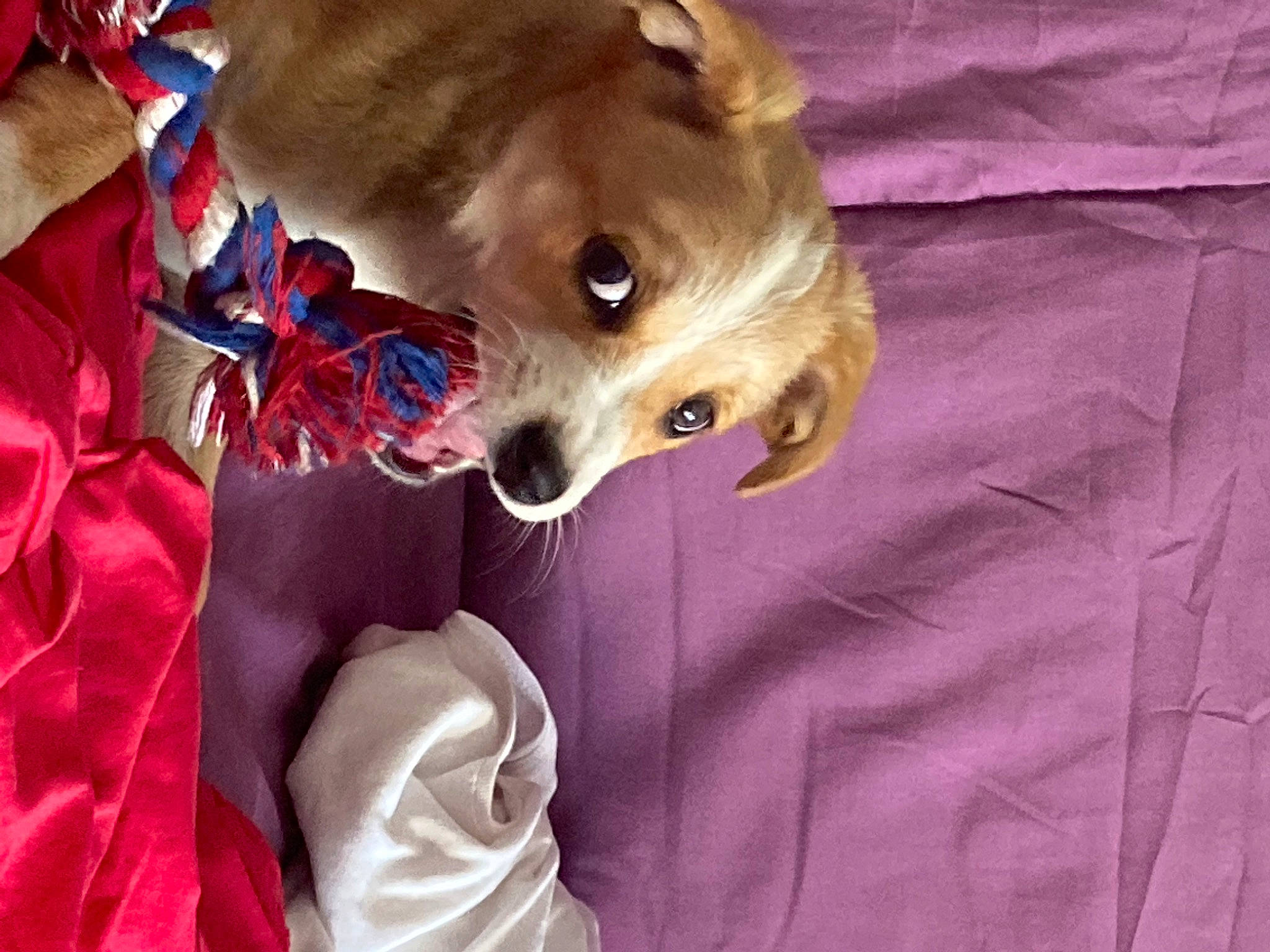 Rosie a rejoint le concours — aidez-le/la à gagner de superbes lots ! baby_toddler_clothing, carnivore, companion_dog, dog, dog_breed, dog_supply, fawn, fur, linens, liver, magenta, pink, purple, sleeve, snout, textile, toy_dog, whiskers, white, working_animal