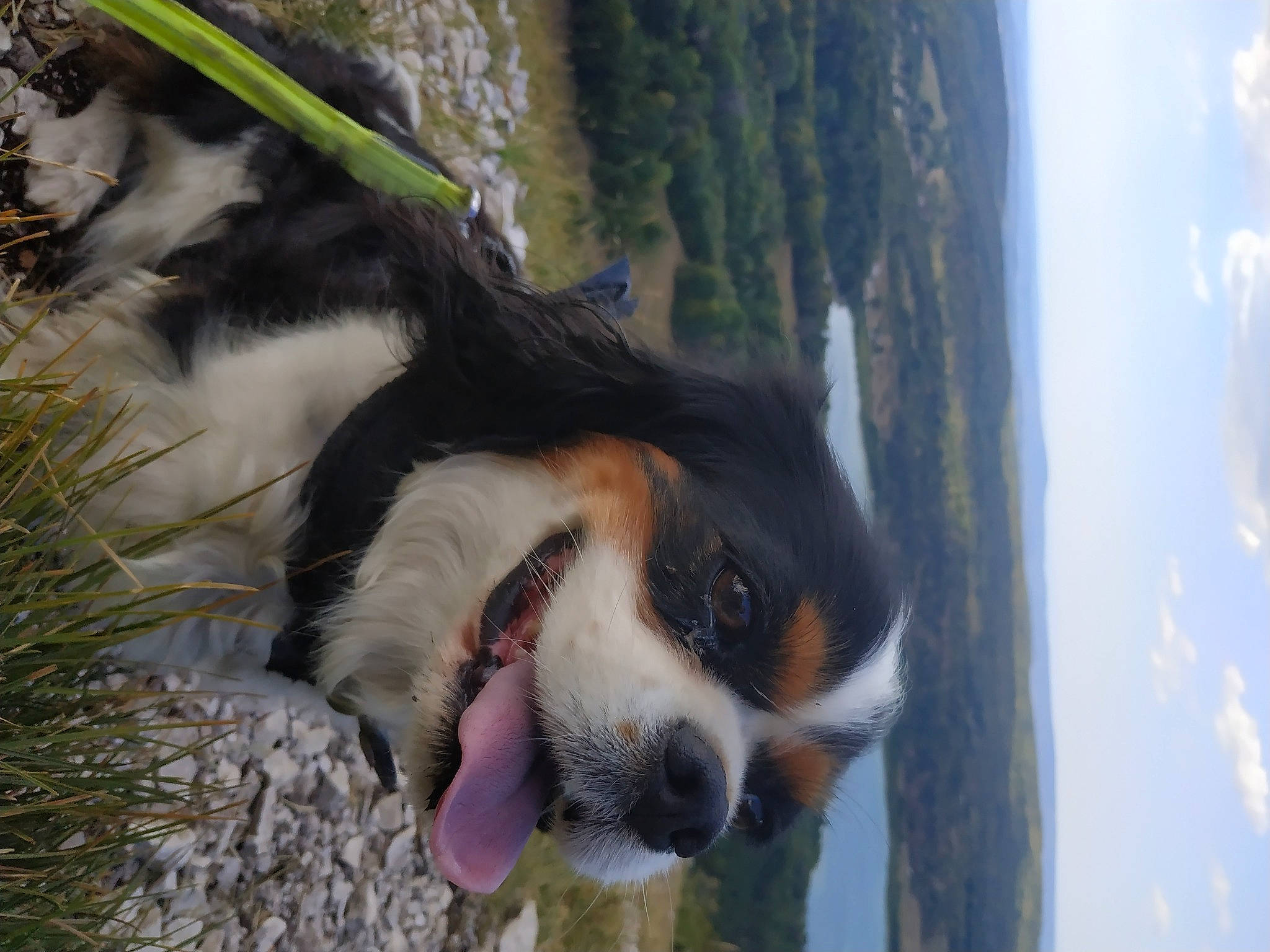 Mitsie participe au concours pour gagner de l'argent avec cette photo : bernese_mountain_dog, carnivore, cavalier_king_charles_spaniel, cloud, companion_dog, dog, dog_breed, fur, goggles, grass, herding_dog, plant, sky, snout, spaniel, sporting_group, sunglasses, tree, whiskers, window