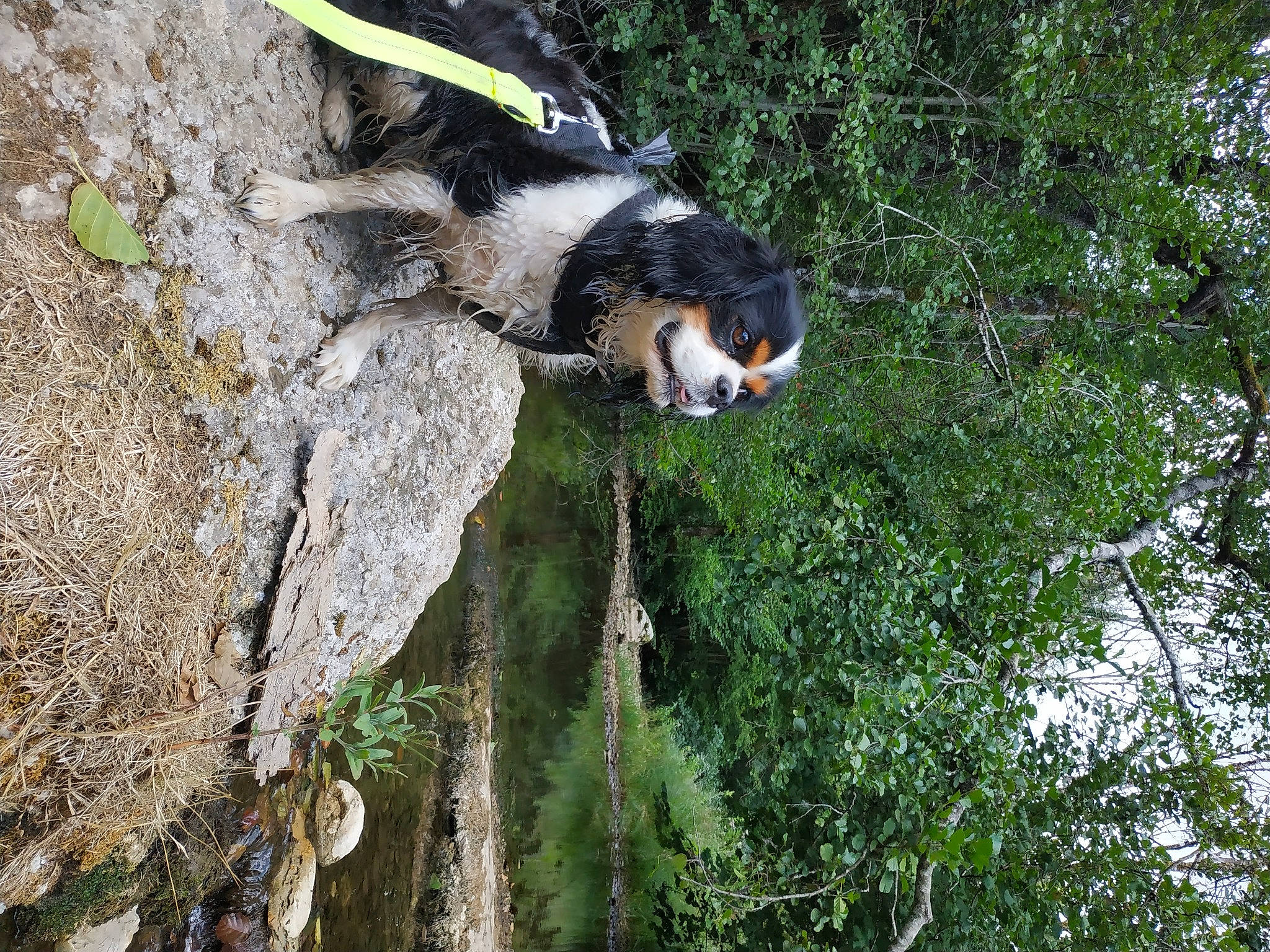 Mitsie participe au concours pour gagner de l'argent avec cette photo : adventure, beak, bedrock, forest, grass, jungle, nature_reserve, outcrop, plant, recreation, rock, tail, terrestrial_animal, tree, trunk, vegetation, wildlife, wood