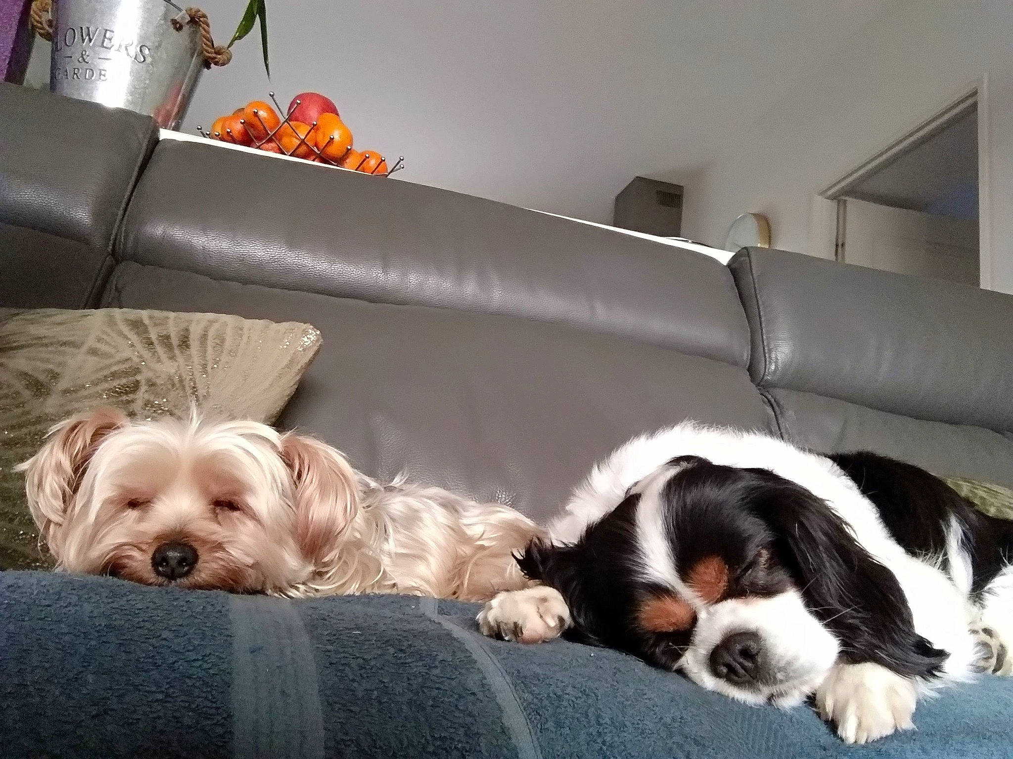 Mitsie a rejoint le concours — aidez-le/la à gagner de superbes lots ! bored, carnivore, cavalier_king_charles_spaniel, comfort, companion_dog, couch, dog, dog_breed, dog_supply, fur, liver, living_room, snout, sofa_bed, spaniel, sporting_group, studio_couch, terrestrial_animal, toy_dog, working_animal