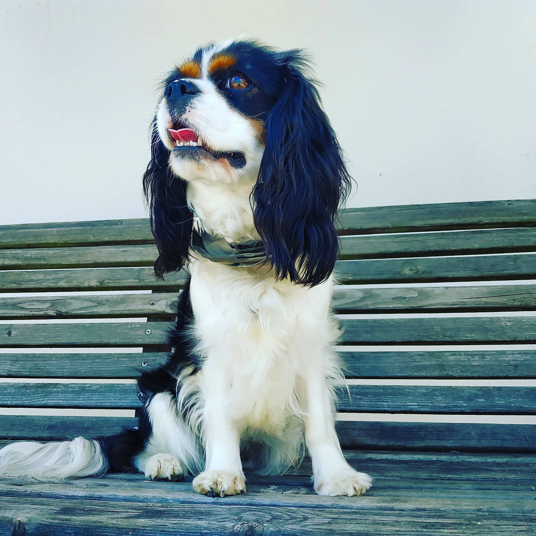 Mitsie a rejoint le concours — aidez-le/la à gagner de superbes lots ! canidae, carnivore, collar, companion_dog, dog, dog_breed, dog_collar, dog_supply, door, electric_blue, fur, gun_dog, sky, snout, spaniel, sporting_group, toy_dog, working_animal, working_dog